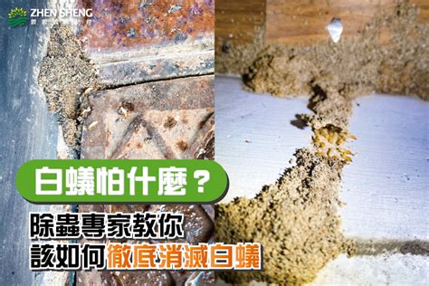 家裡有白蟻|如何消滅白蟻，白蟻怕什麼？專家教你4大祕訣，擒國先擒王！ 呼。